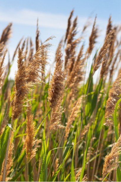 Очерет звичайний  купити